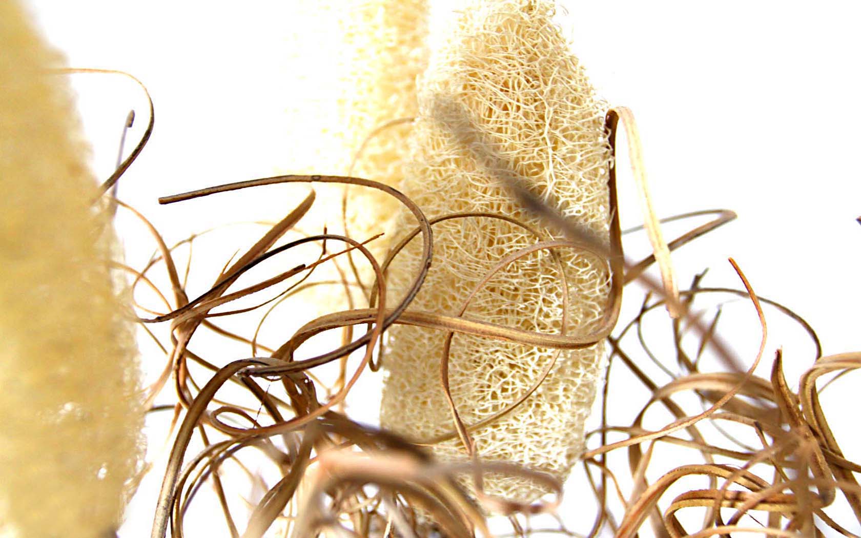 Foto Trockenblumen Artwork