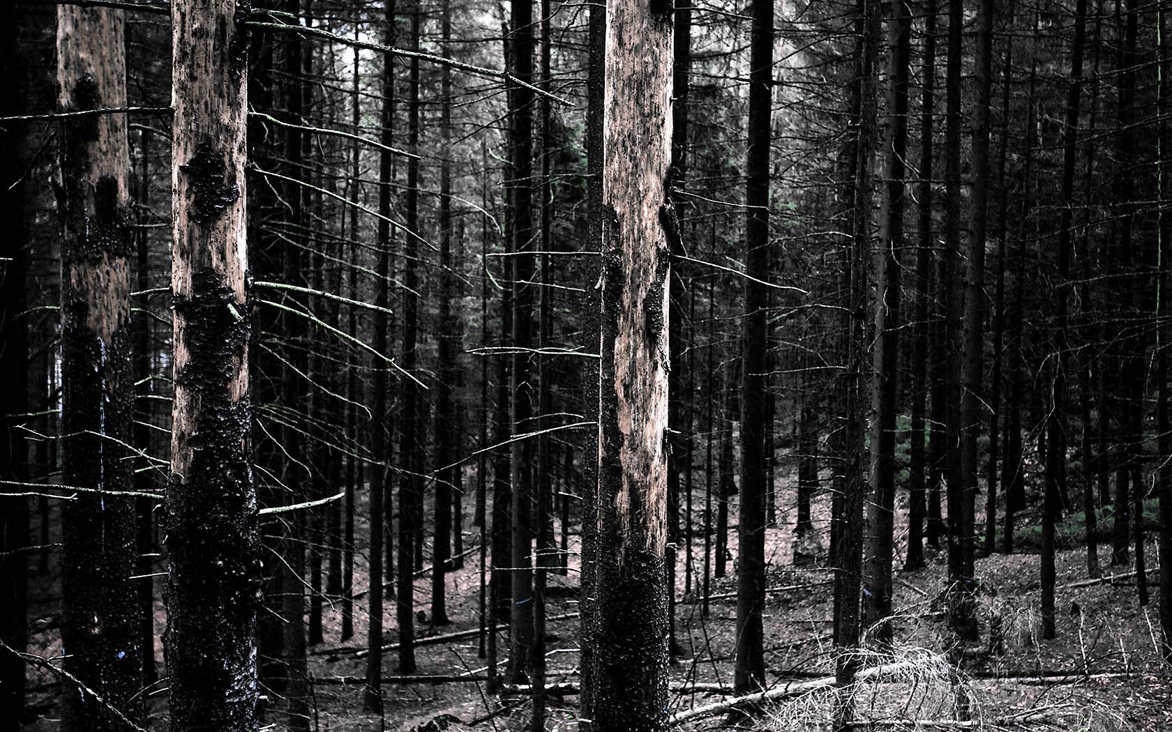 Foto Elbsandsteingebirge Wald