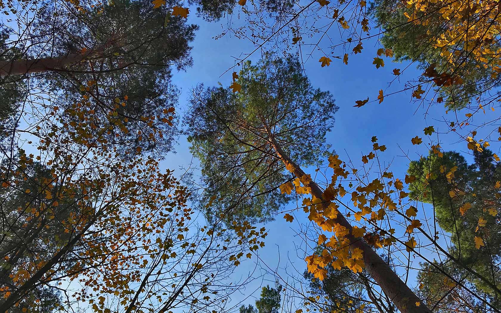 Foto Wald Baumkronen