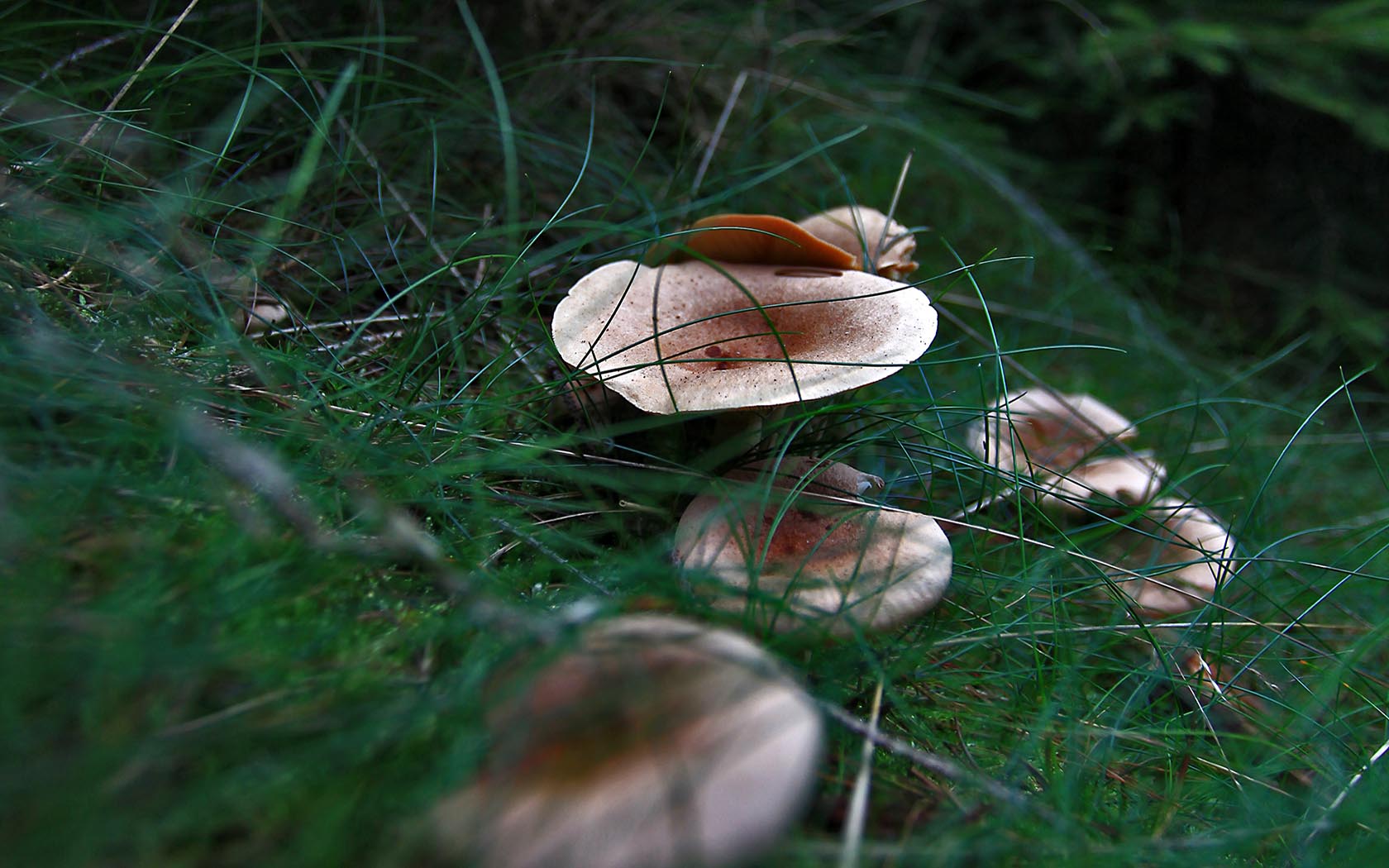 Foto Pilze Elbsandsteingebirge