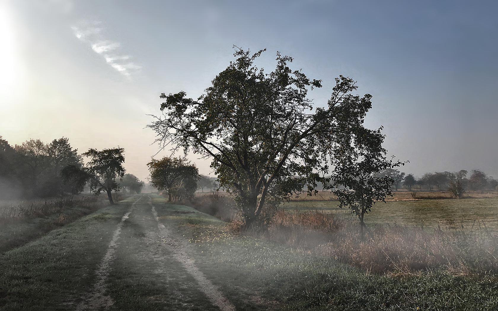 Foto Gatow Rieselfelder Nebel