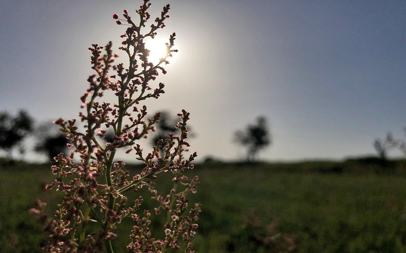 Foto Gatow Rieselfelder