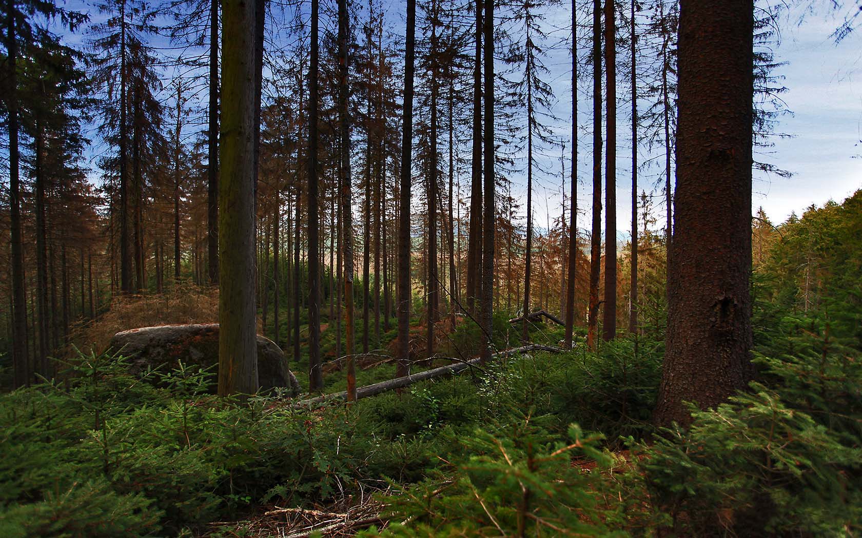 Foto Elbsandsteingebirge Wald