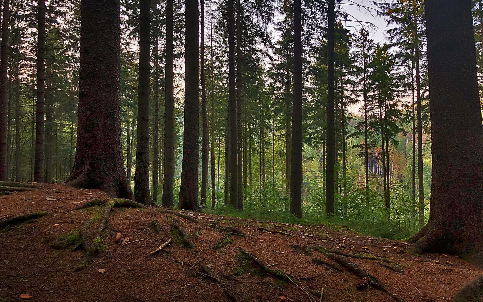 Foto Elbsandsteingebirge Wald