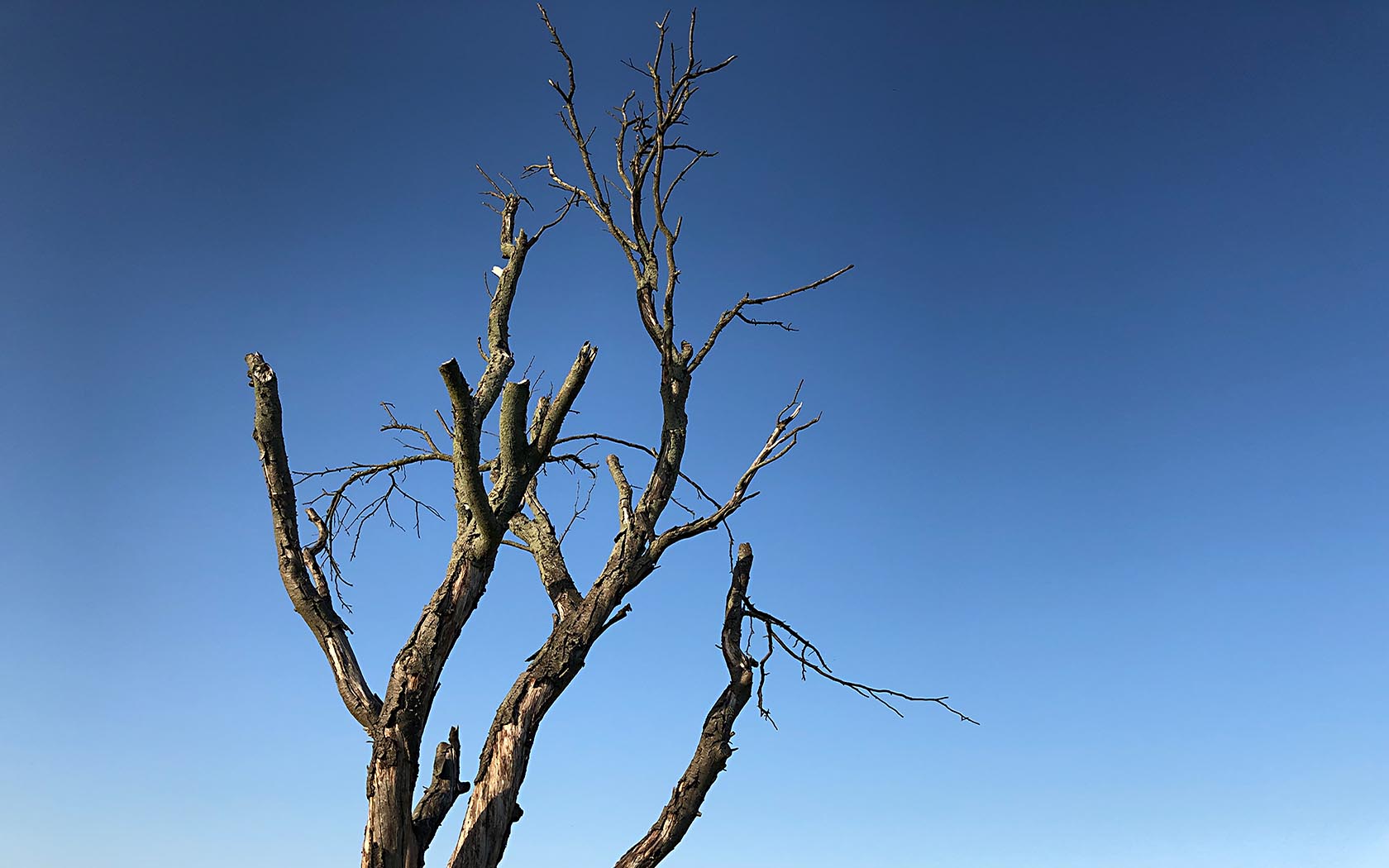 Foto Baum Äste Himmel