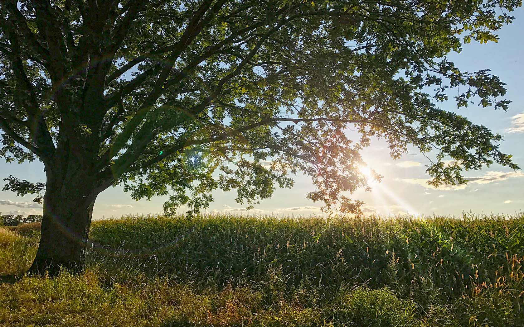 Foto Gatow Rieselfelder Baum