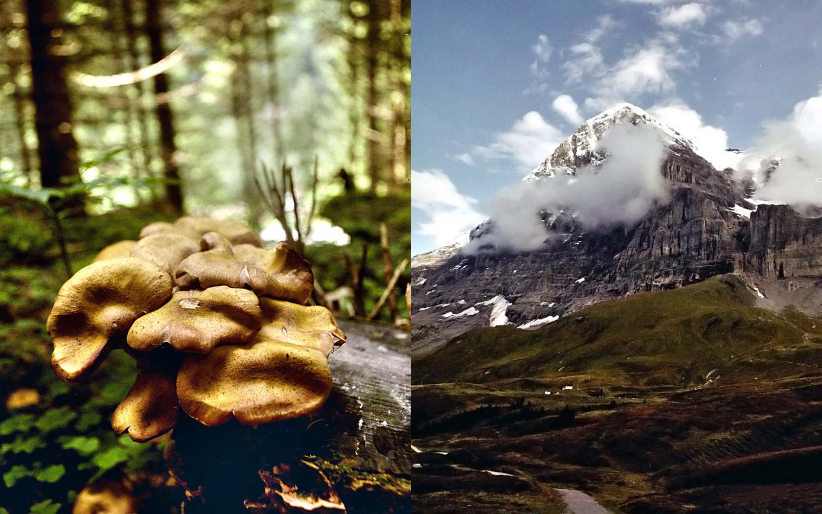 Foto Berge Eiger Nordwand Schweiz Berner Oberland