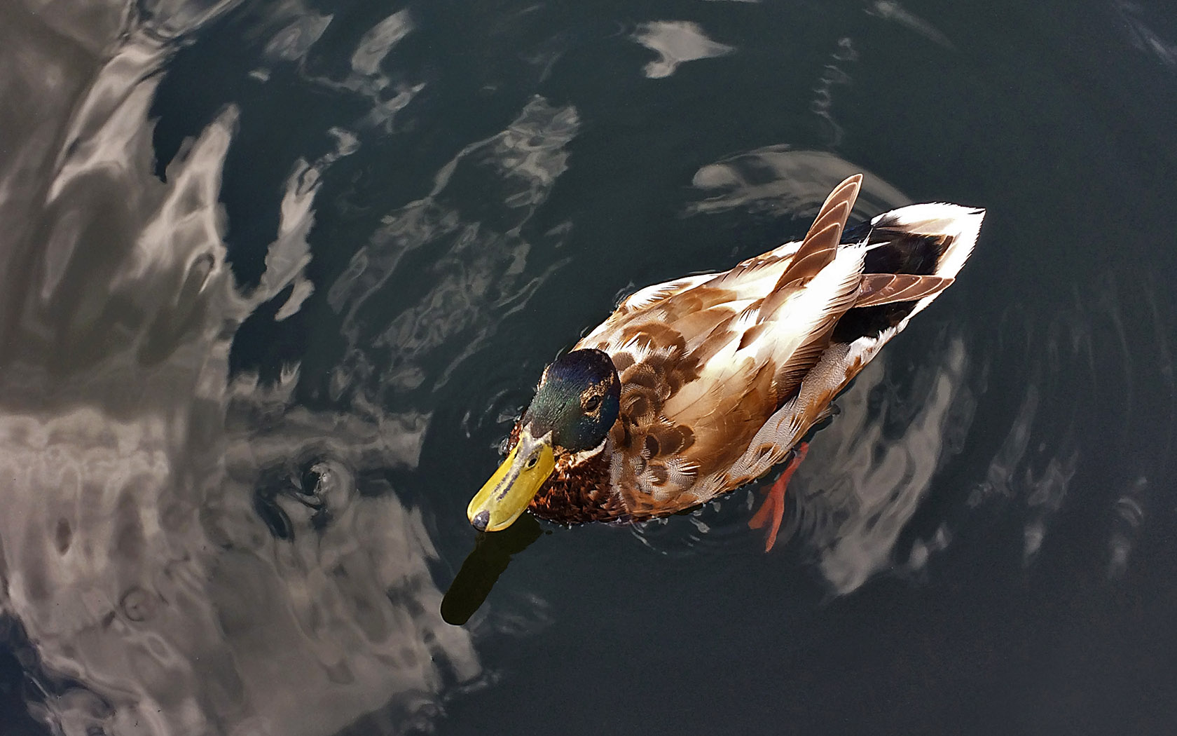 Foto Ente Vogel Wasser